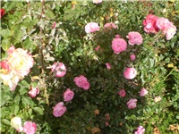 6389da82-Picture 6644.jpg